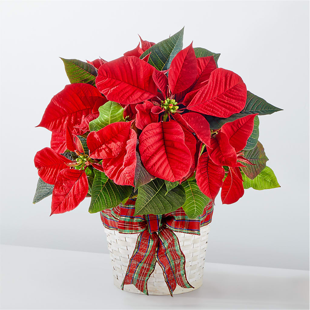 Happiest Holidays Poinsettia – EASTON'S FLOWERS, Mount Vernon IL