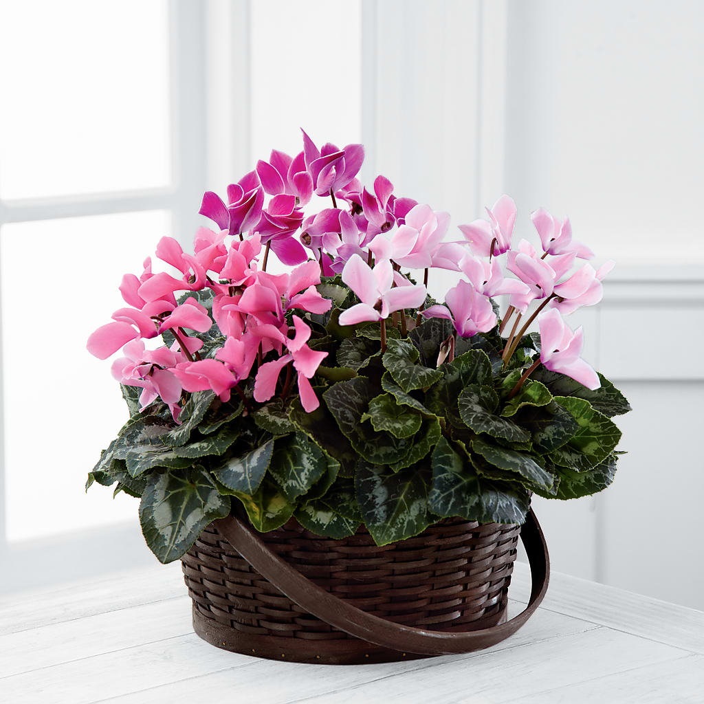 Mixed Cyclamen Planter – EASTON'S FLOWERS, Mount Vernon IL