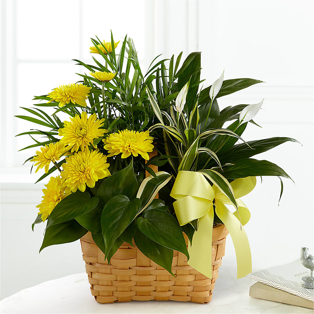 Loving Light Dishgarden – EASTON'S FLOWERS, Mount Vernon IL