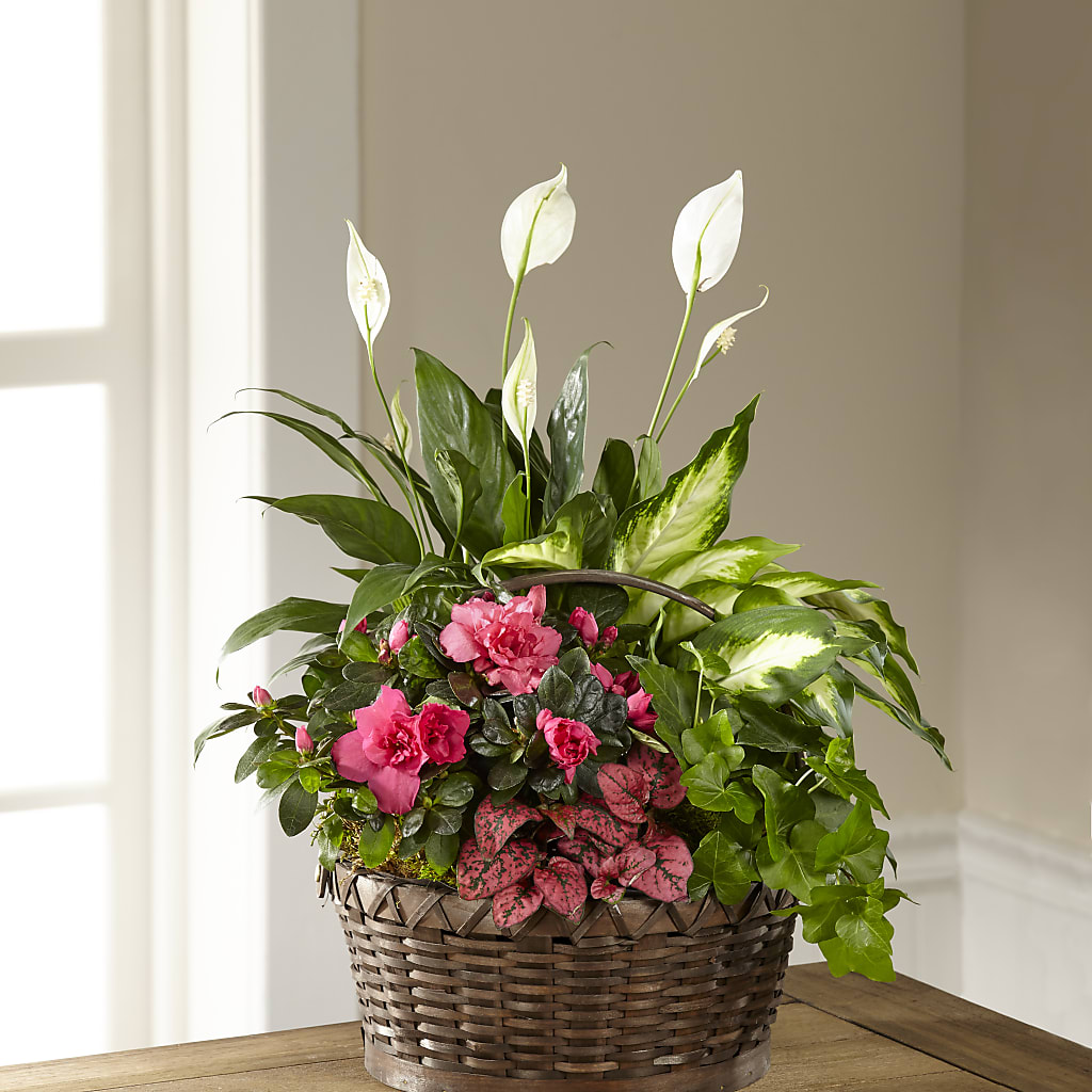 Dream in Pink Dishgarden – EASTON'S FLOWERS, Mount Vernon IL