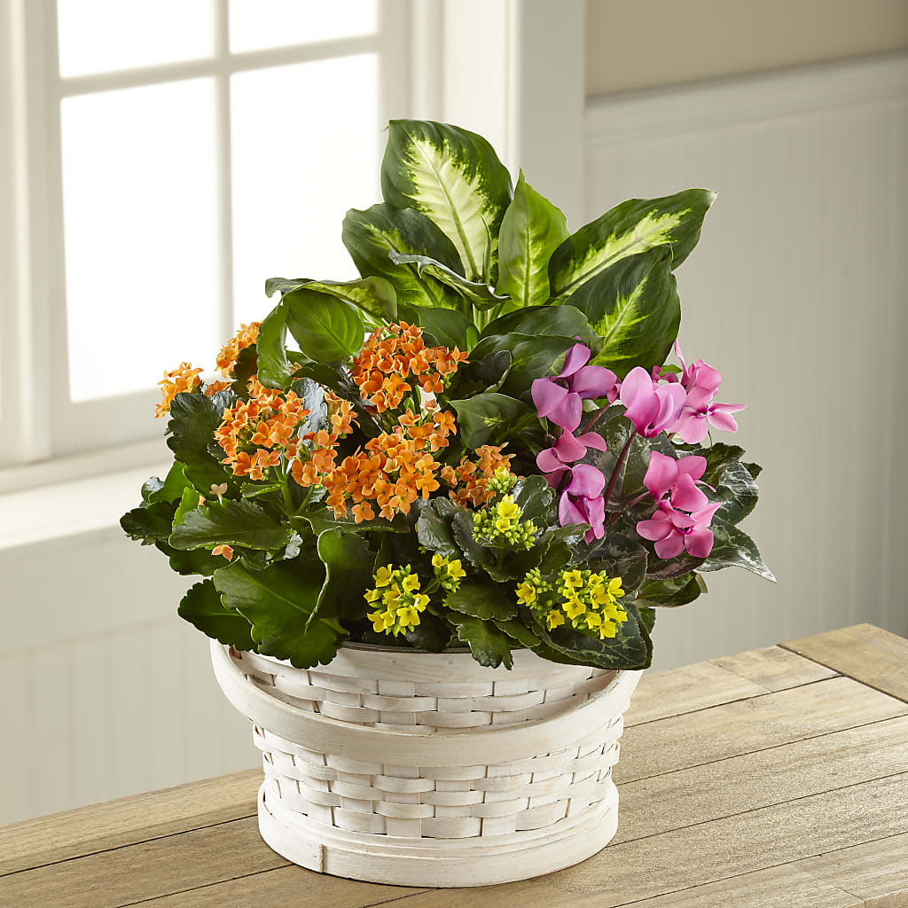 Color Crush Dishgarden – EASTON'S FLOWERS, Mount Vernon IL