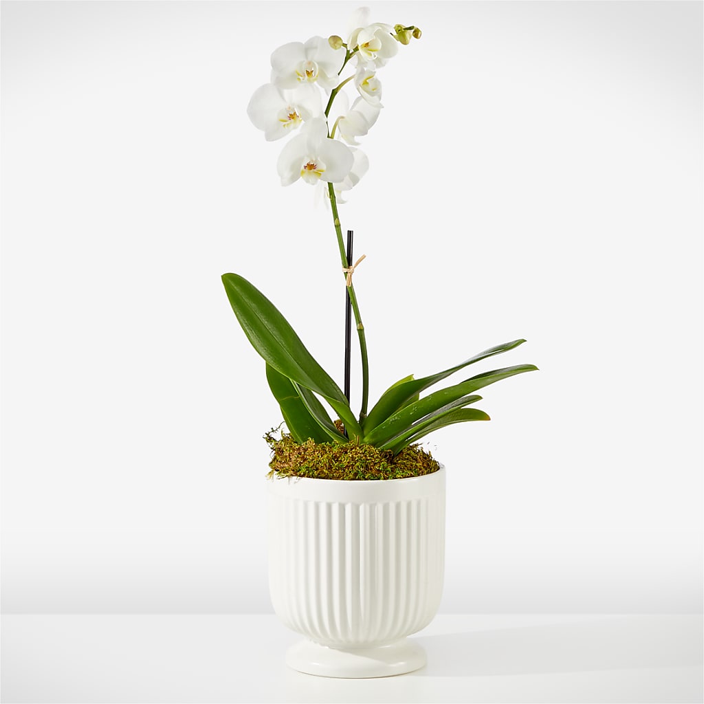 Whispering White Orchid – EASTON'S FLOWERS, Mount Vernon IL