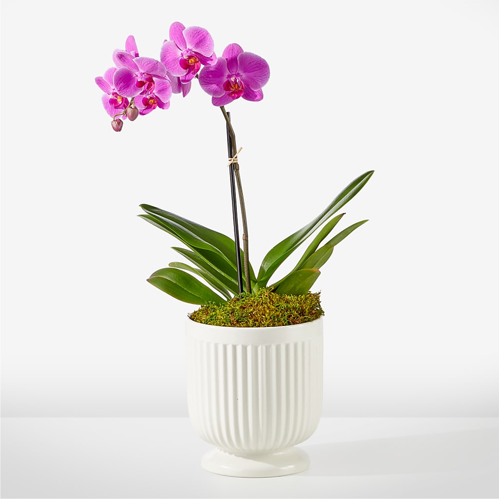 Friendly Fuchsia Orchid – EASTON'S FLOWERS, Mount Vernon IL