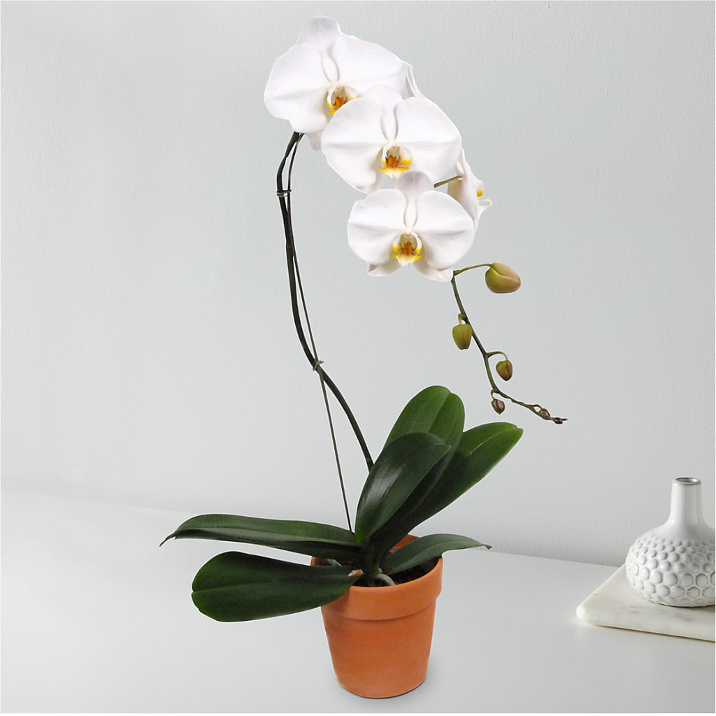 White Cascading Orchid – EASTON'S FLOWERS, Mount Vernon IL