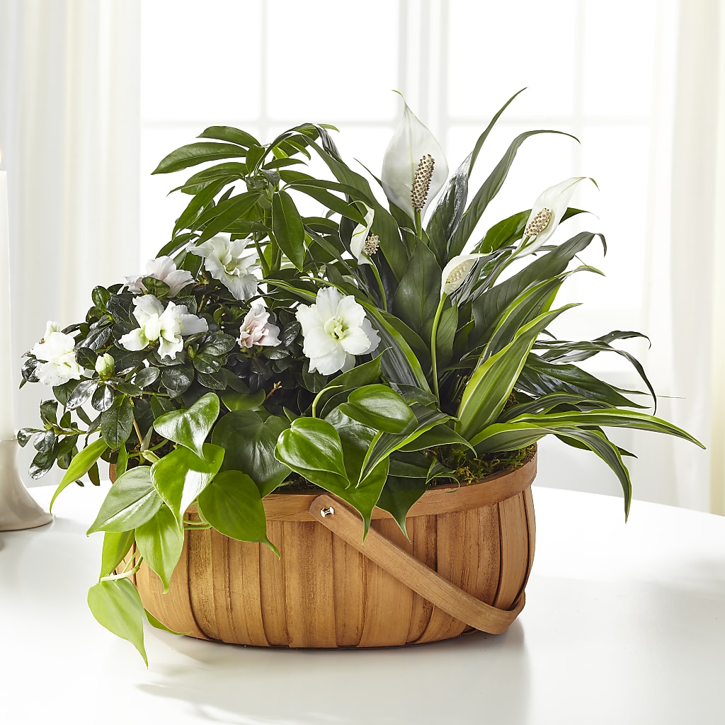 Serene Dishgarden – EASTON'S FLOWERS, Mount Vernon IL