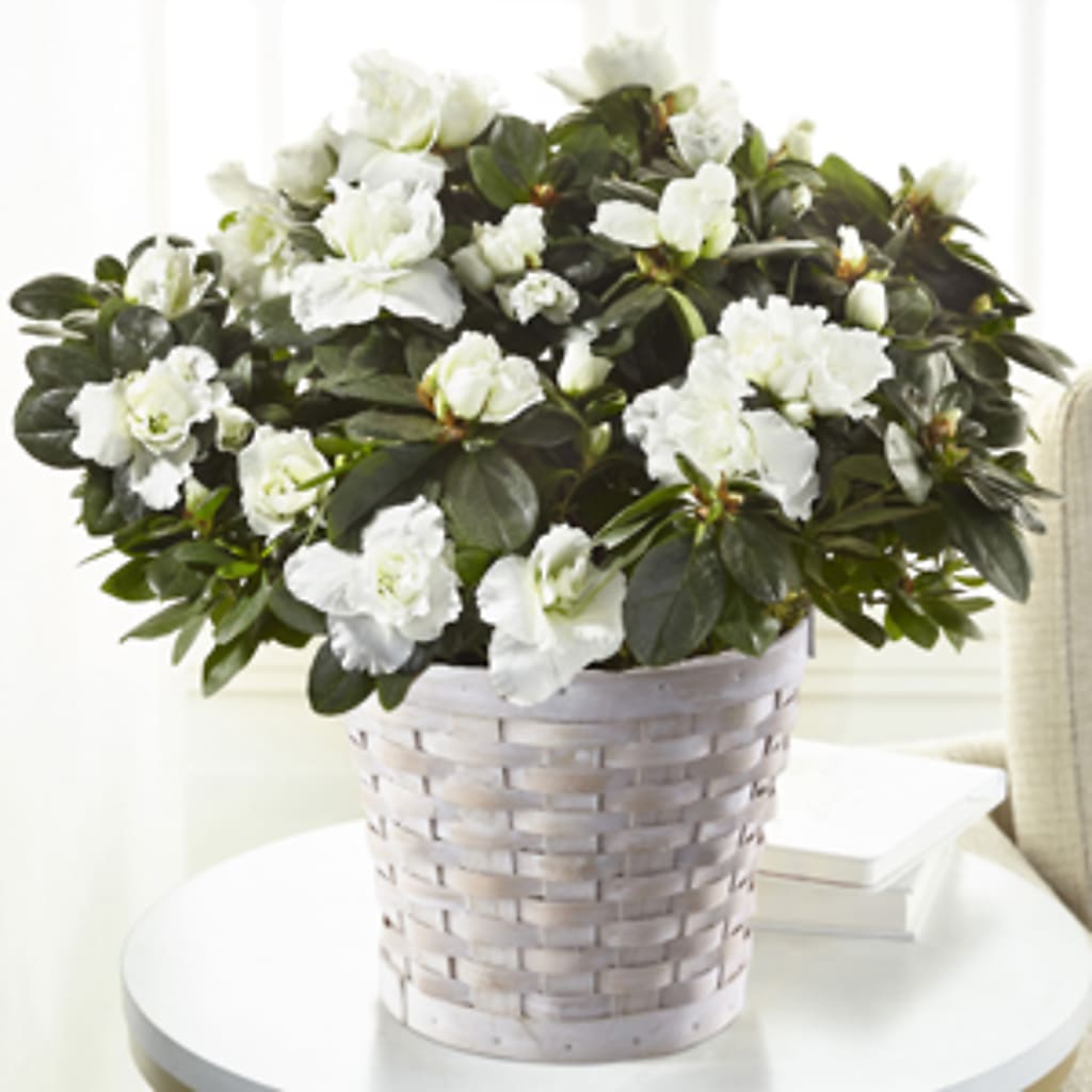 White Azalea Plant – EASTON'S FLOWERS, Mount Vernon IL