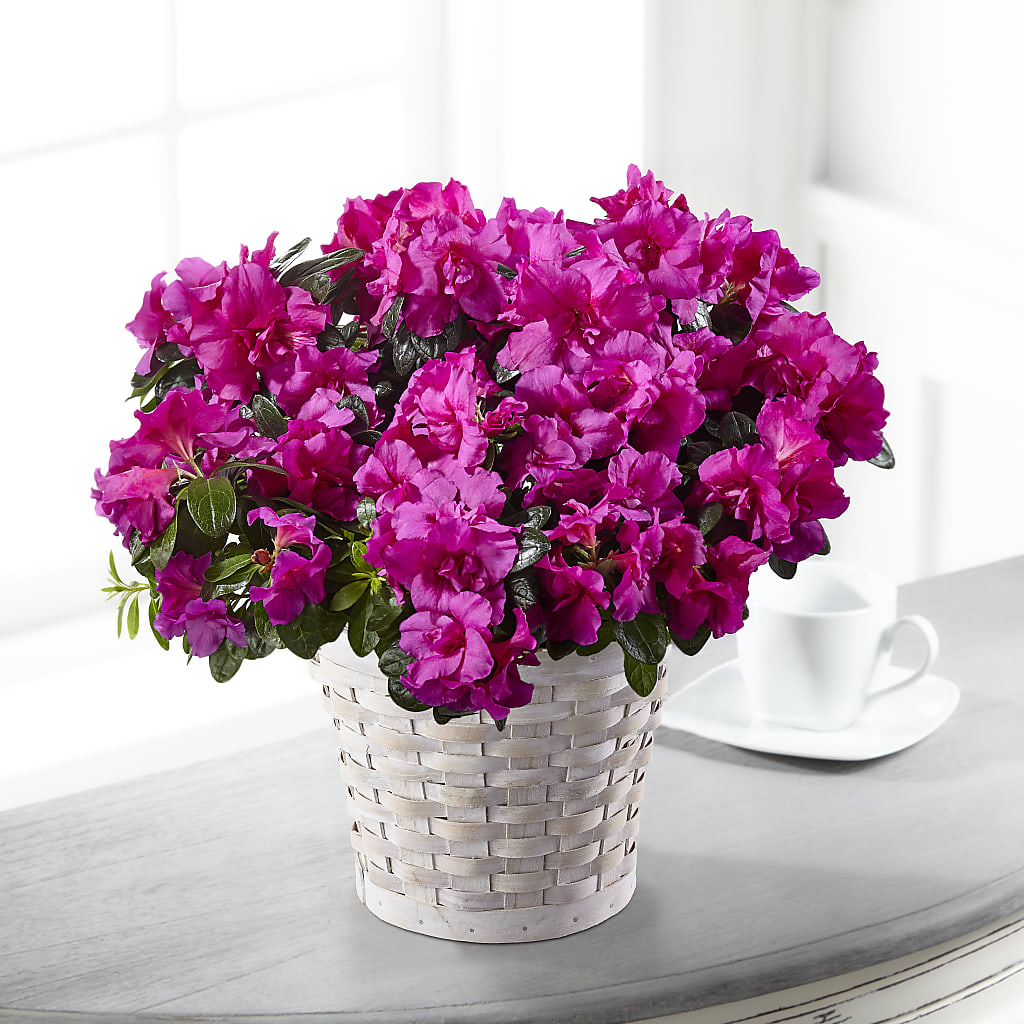 Hope & Serenity Azalea Plant – EASTON'S FLOWERS, Mount Vernon IL
