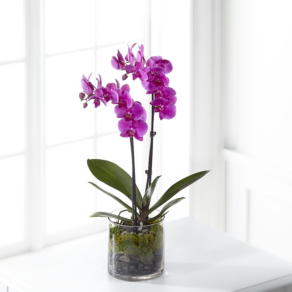 Pink Orchid Plant – EASTON'S FLOWERS, Mount Vernon IL