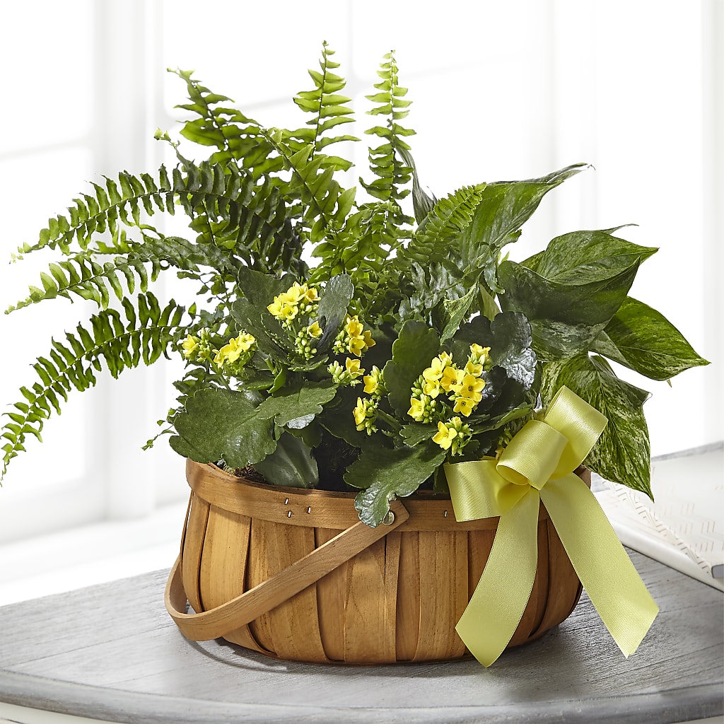 Always Dear Dishgarden – EASTON'S FLOWERS, Mount Vernon IL