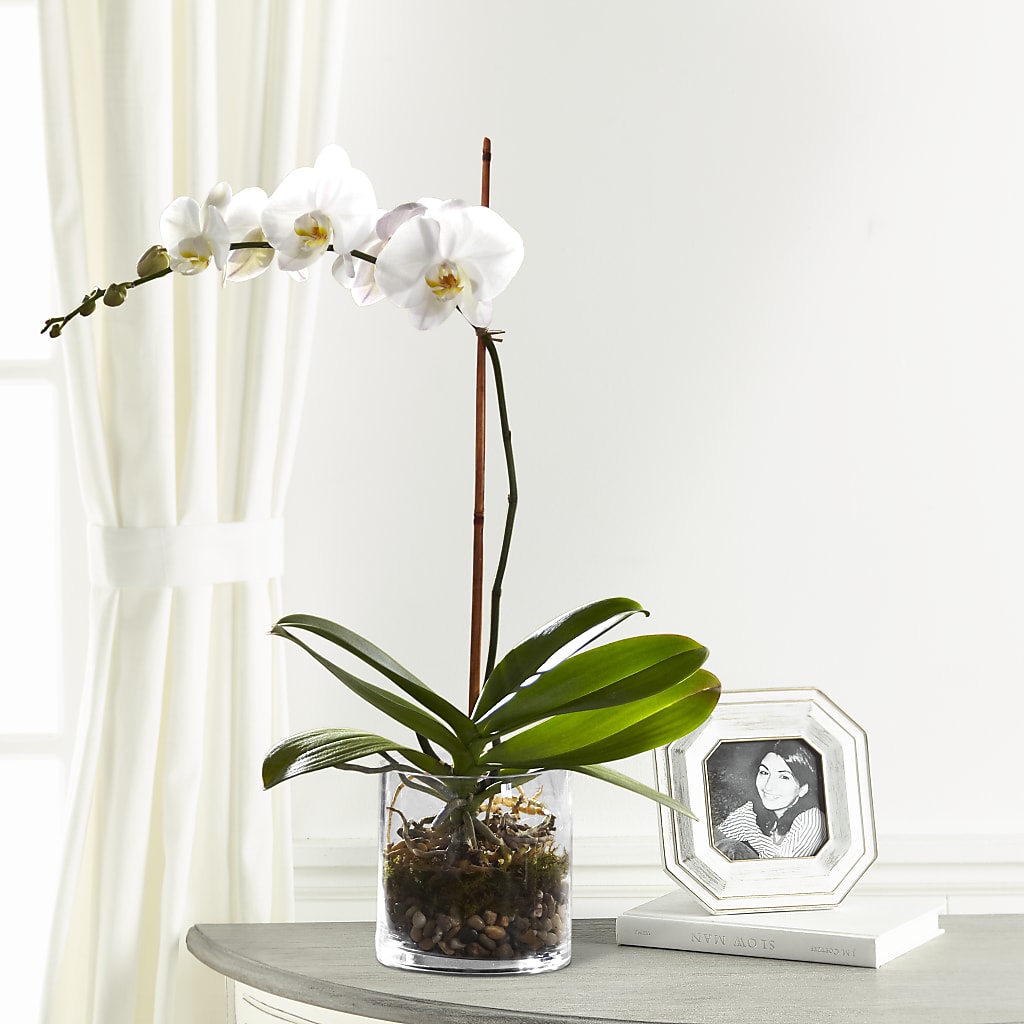 White Orchid Planter – EASTON'S FLOWERS, Mount Vernon IL