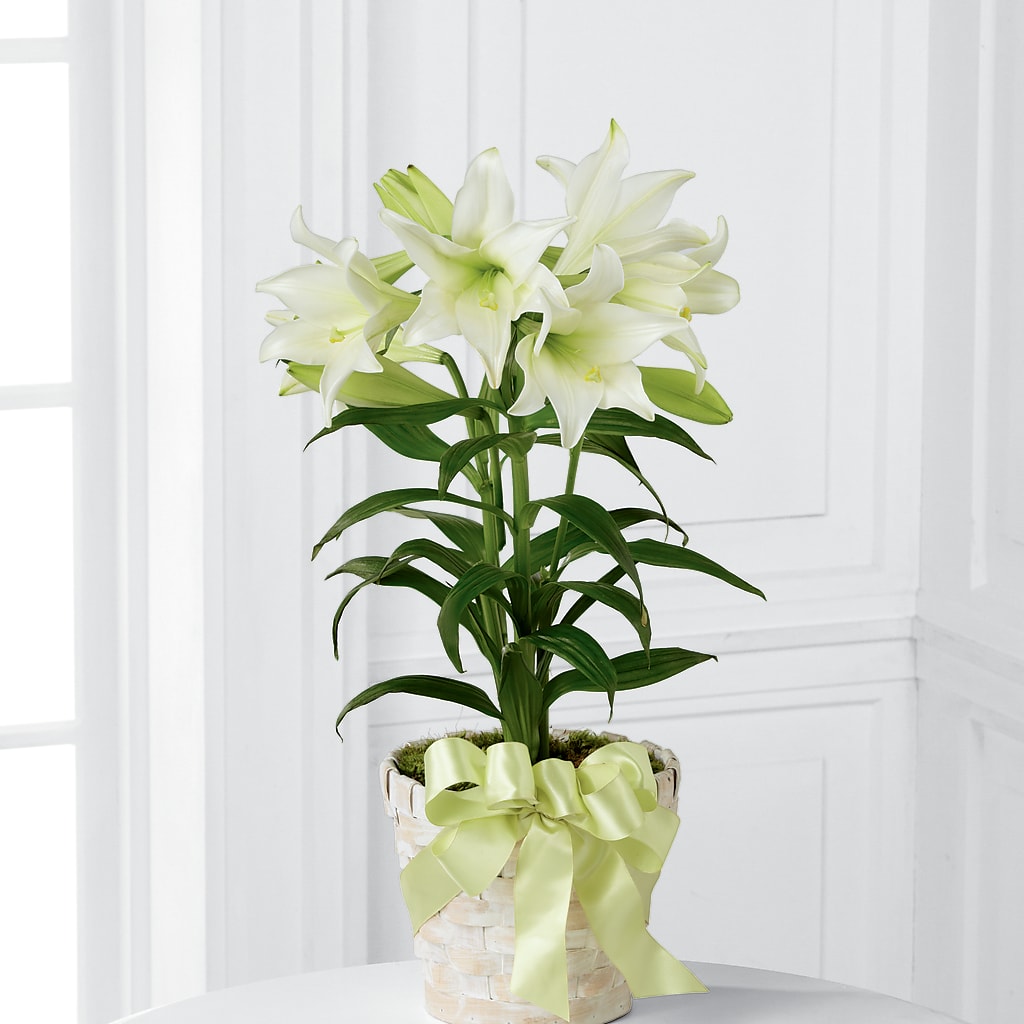 Easter Lily Plant – EASTON'S FLOWERS, Mount Vernon IL