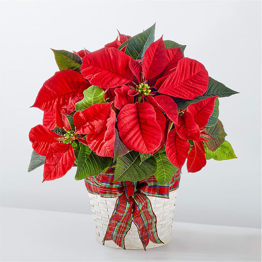 Happiest Holidays Poinsettia – EASTON'S FLOWERS, Mount Vernon IL