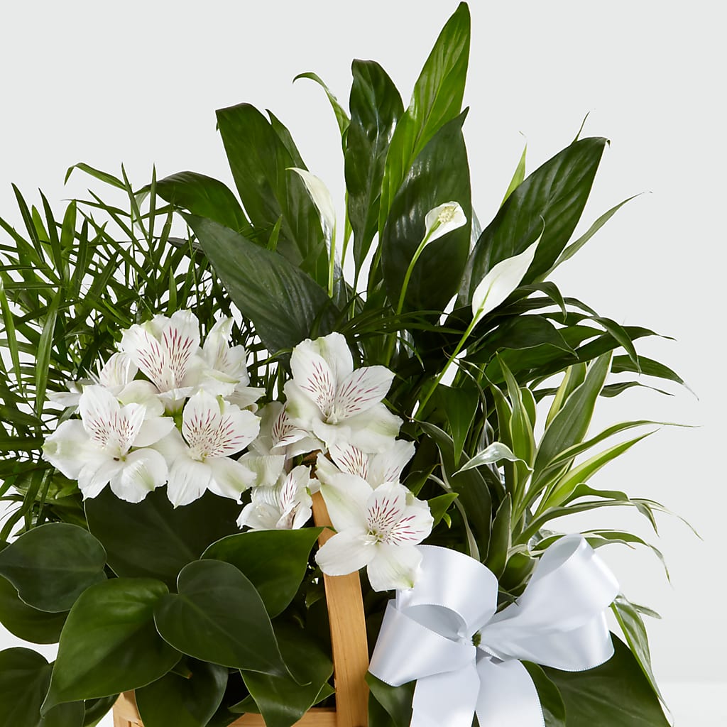 Peace & Serenity Dishgarden – EASTON'S FLOWERS, Mount Vernon IL