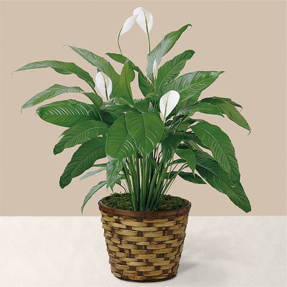 Tranquil Moments Peace Lily Plant – EASTON'S FLOWERS, Mount Vernon IL