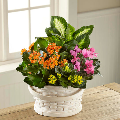 Color Crush Dishgarden – EASTON'S FLOWERS, Mount Vernon IL