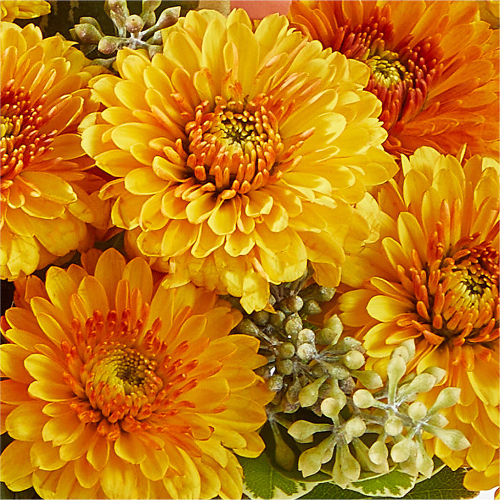 Peachy Pumpkin – EASTON'S FLOWERS, Mount Vernon IL