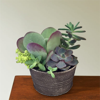 Lush Succulent Garden – EASTON'S FLOWERS, Mount Vernon IL