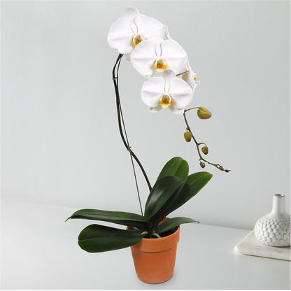 White Cascading Orchid – EASTON'S FLOWERS, Mount Vernon IL