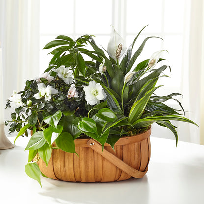 Serene Dishgarden – EASTON'S FLOWERS, Mount Vernon IL