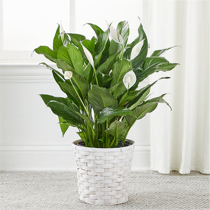 A New Leaf Peace Lily – EASTON'S FLOWERS, Mount Vernon IL