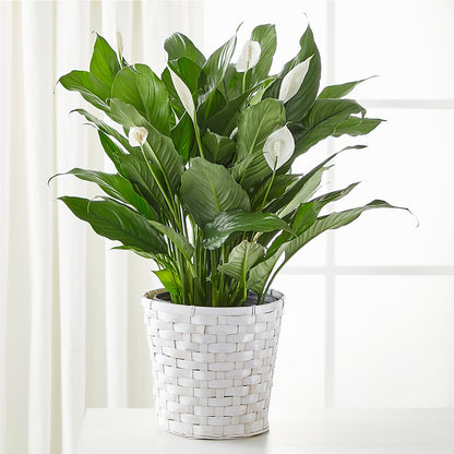 A New Leaf Peace Lily – EASTON'S FLOWERS, Mount Vernon IL
