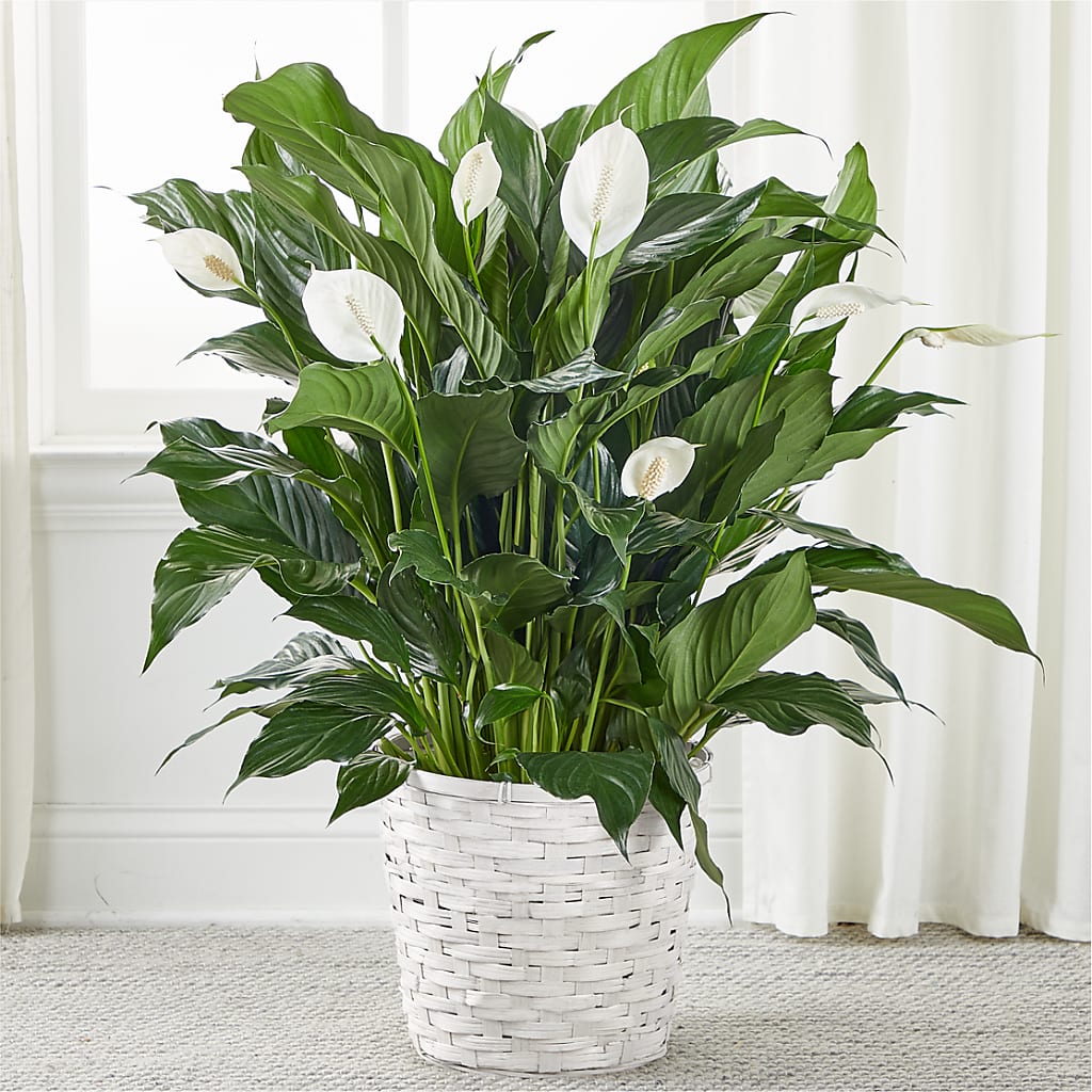 A New Leaf Peace Lily – EASTON'S FLOWERS, Mount Vernon IL