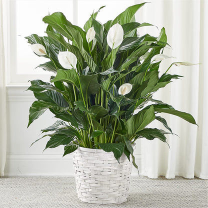 A New Leaf Peace Lily – EASTON'S FLOWERS, Mount Vernon IL