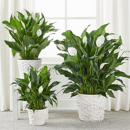 A New Leaf Peace Lily – EASTON'S FLOWERS, Mount Vernon IL