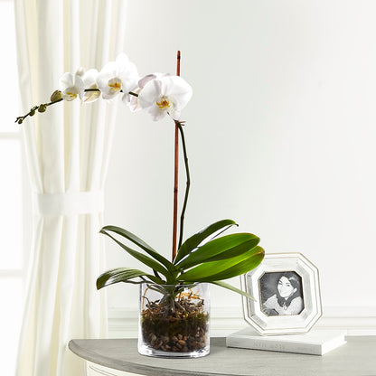 White Orchid Planter – EASTON'S FLOWERS, Mount Vernon IL